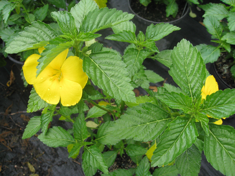 Online Plant Guide Turnera Ulmifolia Yellow Elder Yellow Alder